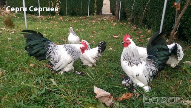 Sergiev Farm продава пилета и яйца от различни видове кокошки, снимка 5 - Кокошки и пуйки - 13584889