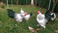 Sergiev Farm продава пилета и яйца от различни видове кокошки, снимка 5