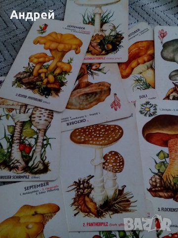 Стари Гъбарски карти, снимка 3 - Антикварни и старинни предмети - 25566360