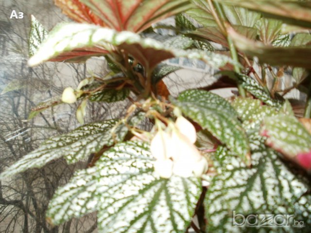 продавам цветя Бегонии Тамая, големи, снимка 6 - Стайни растения - 17533507