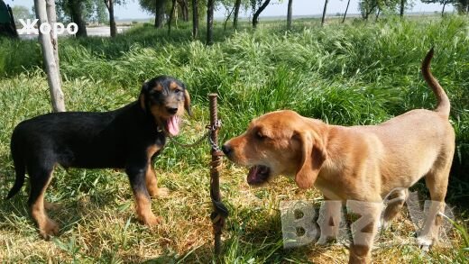 Барак ловно куче, снимка 6 - Гонче - 20968902