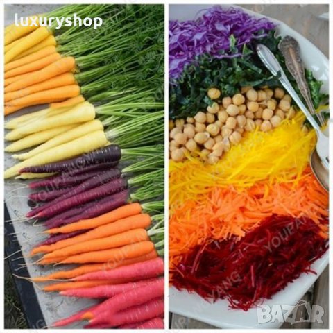 Многоцветни моркови, бонсай, органични, вкусни зеленчуци, растения за дома, градина, редки зеленчуко, снимка 4 - Сортови семена и луковици - 24818953
