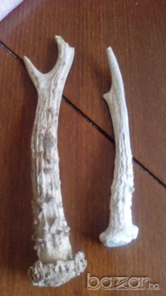 Рога от сръндак лот, снимка 1