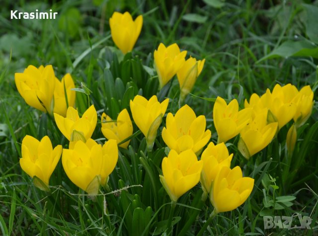Жълт есенен минзухар,лилиум/крин , снимка 2 - Градински цветя и растения - 24671549