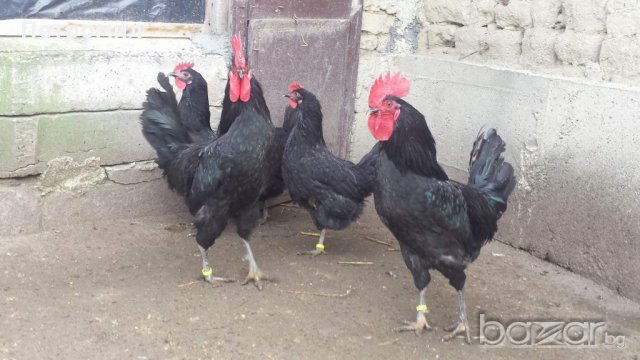 Яйца от Черна Шуменска кокошка , снимка 5 - Кокошки и пуйки - 20271982