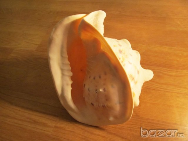 Голяма морска раковина -  20 см. - красота от природата !, снимка 2 - Декорация за дома - 20285367