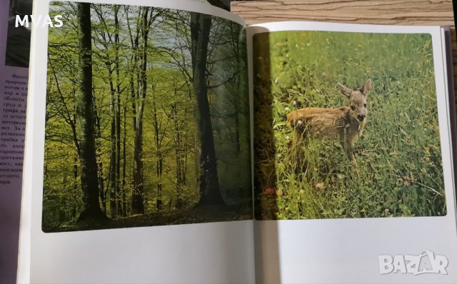 В лоното на дивата природа Албум Фотография, снимка 2 - Други - 25517799