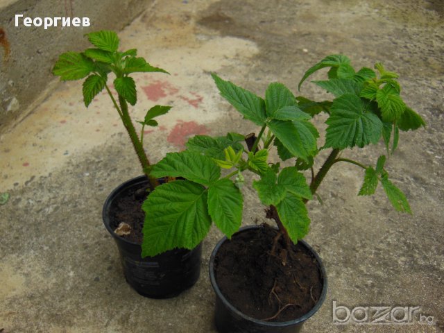 Разсад малини Шопска алена , снимка 4 - Стайни растения - 11542714