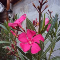 Зокум - различни цветове и размери, снимка 6 - Градински цветя и растения - 10969183