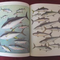 1983 год. Книга за животните и рибите Русия, снимка 16 - Други - 24608150
