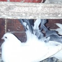 Продавам гълъби , снимка 4 - Гълъби - 20669684