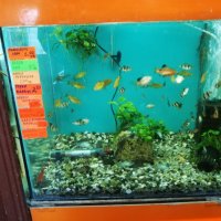 Зоомагазин Акваристика продава декоративни скариди и рибки, снимка 4 - Рибки - 25181147