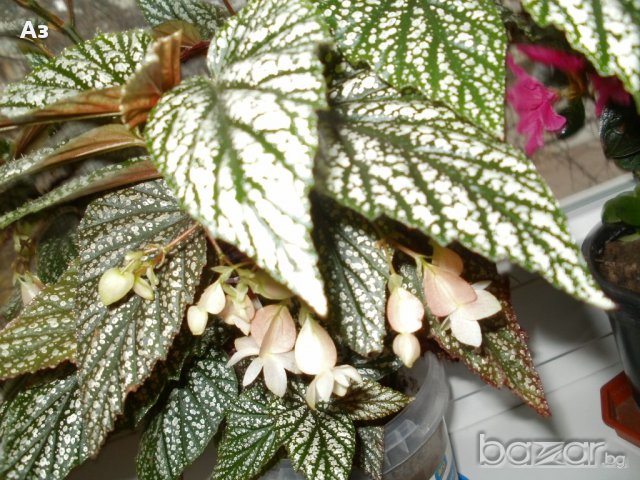 продавам цветя Бегонии Тамая, големи, снимка 4 - Стайни растения - 17533507