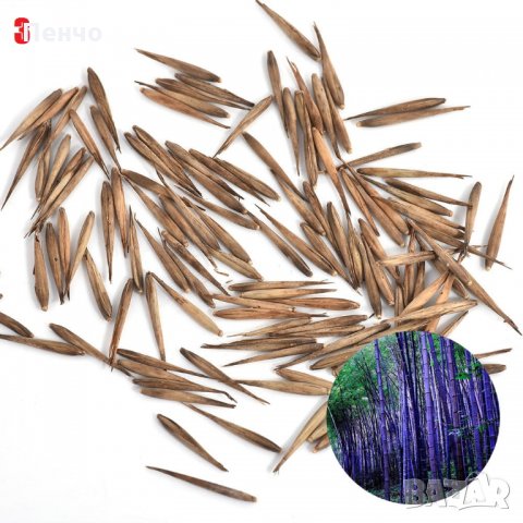100 броя бамбукови семена от Декоративен бамбук Moso Bamboo лилав зелен цветен , снимка 5 - Сортови семена и луковици - 23954889