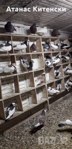 ПРОДАВАМ пазарджишки високо летачи-гълъби!, снимка 5 - Гълъби - 24799309