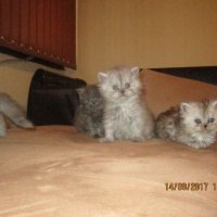 Малки персийски котенца, снимка 2 - Персийска - 19289720