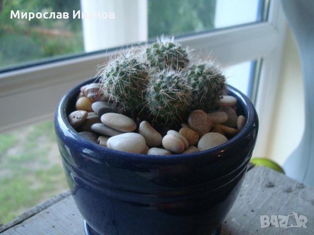 синя керами4на саксийка с кактус4е , снимка 4 - Градински цветя и растения - 25767963