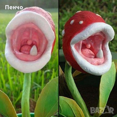 100 бр семена от месоядно растение лови и хваща насекоми за декорация украса на Градината и вкъщи, снимка 2 - Сортови семена и луковици - 23265321