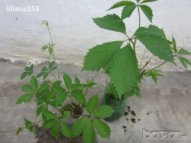 Лозичка катерлива, снимка 9 - Градински цветя и растения - 10632807