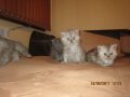 Малки персийски котенца, снимка 2