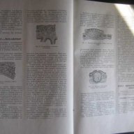 Книга "Ботанический атлас -Б.К.Шишкин" - 504 стр., снимка 3 - Учебници, учебни тетрадки - 7676453