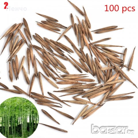 100 Семена от бамбук Moso-Bamboo красиво растение за вашата градина, за декорация , снимка 5 - Сортови семена и луковици - 19674349