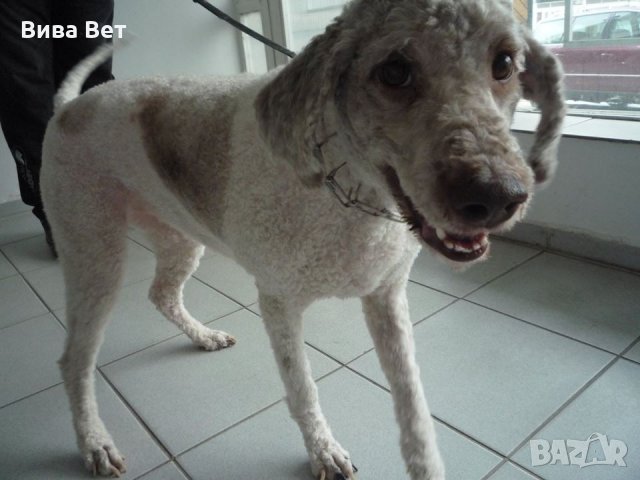 Подстригване, къпане на куче , снимка 7 - Ветеринари и услуги - 23387968