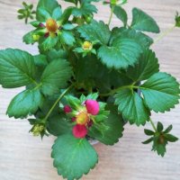 Целогодишна ягода(Руби ан) , снимка 3 - Градински цветя и растения - 21508613
