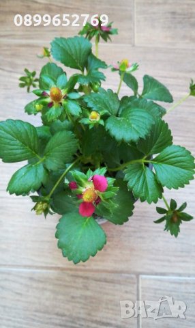 Целогодишна ягода(Руби ан) , снимка 3 - Градински цветя и растения - 21508613