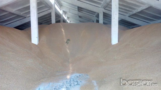 ЗЪРНОБАЗА АГРО БАЛАНС с.БРАНИЩЕ, снимка 7 - Складове - 14236202