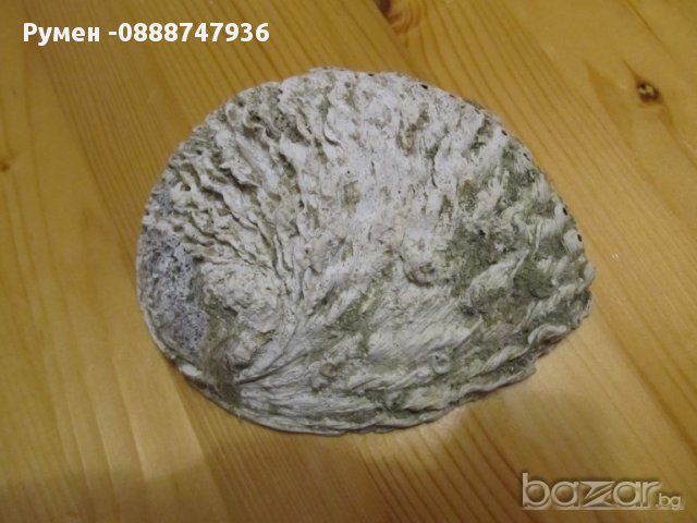 голяма перлена мида  - 16 см. - красота от природата !, снимка 3 - Други - 13058126