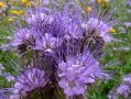 Семена от Фацелия - медоносно растение за пчелите разсад семена пчеларски растения силно медоносно, снимка 2