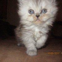 Малки персийски котенца, снимка 13 - Персийска - 19289720