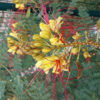 Цезалпиния, снимка 8 - Градински цветя и растения - 26153946