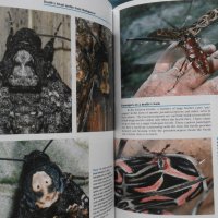 ПРОМОЦИЯ! - Bruce Purser - Jungle Bugs in the Night, снимка 4 - Специализирана литература - 21079127