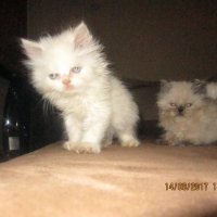 Малки персийски котенца, снимка 7 - Персийска - 19289720