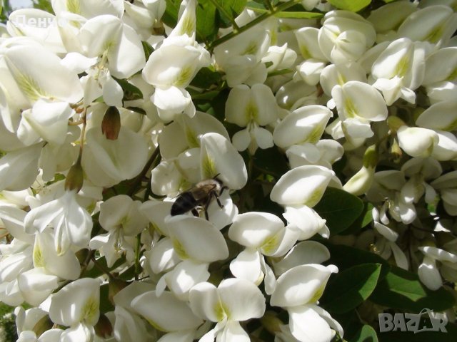 Продавам 400 семена от бързо растяща Бяла акация, Бял салкъм, облагороден за пчелите за дървен матер, снимка 7 - Сортови семена и луковици - 22783774