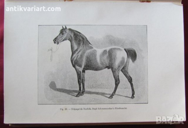 1915год. Книга за Историята и Породите Коне, снимка 8 - Други - 24984265