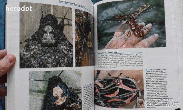 ПРОМОЦИЯ! - Bruce Purser - Jungle Bugs in the Night, снимка 4 - Специализирана литература - 21079127