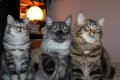 Сибирски  котенца Siberian  Cat, снимка 7