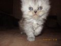 Малки персийски котенца, снимка 13
