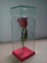 Роза за за свети валентин или 8 март, снимка 2