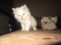 Малки персийски котенца, снимка 7