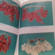 ягодоплодните култури в нашата градина-от земиздат, снимка 9 - Художествена литература - 9668997