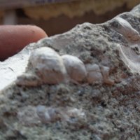 Вкаменелости (фосили) от миди и охлюви., снимка 3 - Други ценни предмети - 22432219
