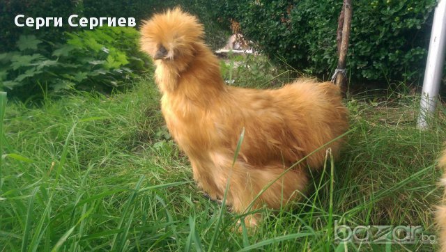 Sergiev Farm продава пилета и яйца от различни видове кокошки, снимка 2 - Кокошки и пуйки - 13584889