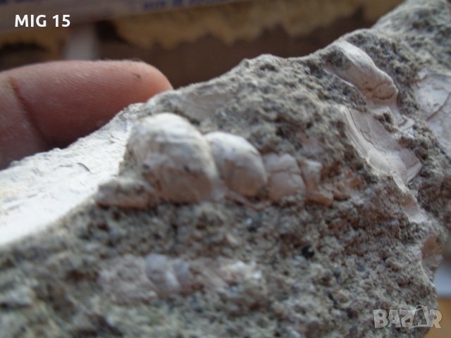 Вкаменелости (фосили) от миди и охлюви., снимка 3 - Други ценни предмети - 22432219
