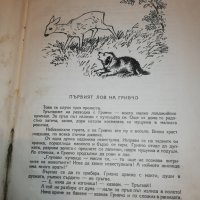 Меча полянка 1954, снимка 4 - Детски книжки - 22743401