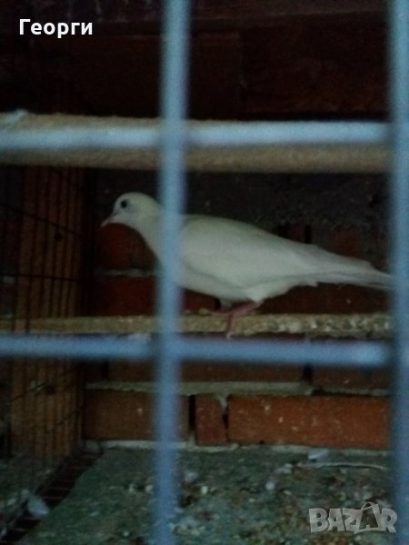 гугутки, снимка 1