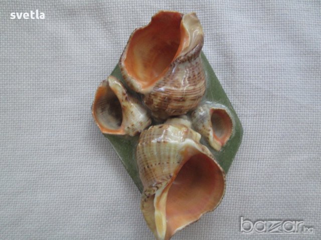 Пепелник от раковини-сувенир, снимка 4 - Подаръци за рожден ден - 10470062